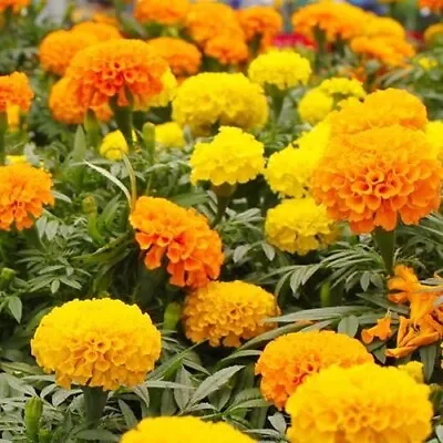 200 Mixed Orange And Yellow Crackerjack Marigold Seeds Organic Non Gmo Big Bloom • $1.99