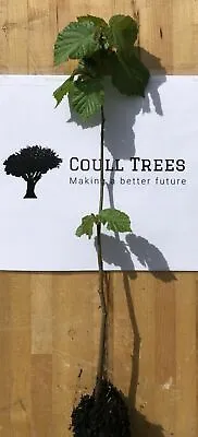 £8 • Buy Hazel (Corylus Avellana) Tree 20-40cm Cell Grown