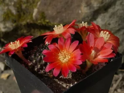 REBUTIA Margarethae10 SEEDS cactus Succulent • $6