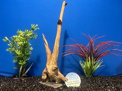 Real Aquarium Driftwood Fish Tank Wood Aquarium Terrarium Vivarium Tall Stump • $30