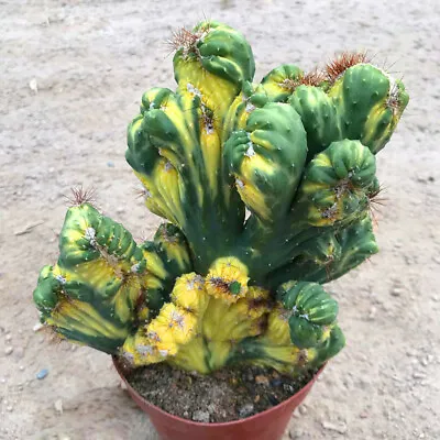 Cactus Variegated Home Potted Garden Decoration Plants High 10cm • $19.73