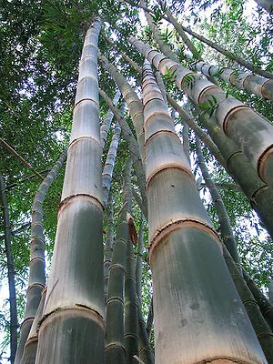 Dendrocalamus Asper (Giant Fast Clumping Bamboo) 10 SEEDS •Rare Garden Plants UK • £3.99