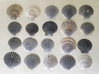 Lot Of 20 Gray & Tan Scallop Shells Large 2”-2.5” Beach-combed Seashore Decor • $7.99