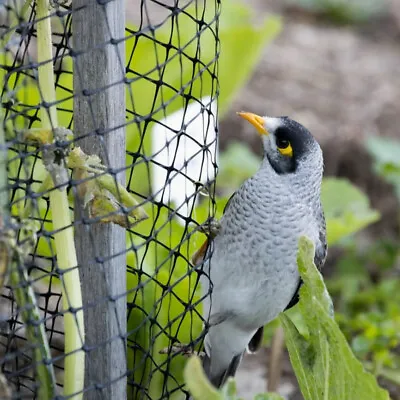 Bird Netting Pond Fruit Net Proof Sheet Protection Veg Cage Pest Control Mesh • £7.95