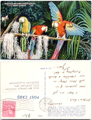 Miami Florida Macaws Parrot Jungle 1952 FL Linen Fancy Cancel Vintage Postcard • $3.86