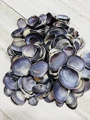 Purple Clam Sea Shells | Lot Of 1 Lb. | Shell Crafts | Seashell Decor | Clams • $14.95