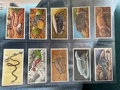 £1.99 • Buy Brooke Bond Tea Cards 1987 Incredible Creatures Thick Stickers. Pick Your Card 