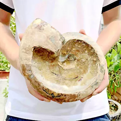 2.71LB Natural Ammonite Fossil Conch Bowl Quartz Crystal Specimen Healing Decor • $10.50