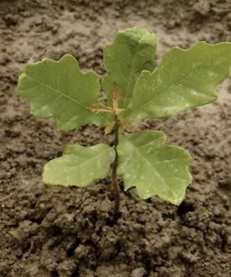 3 Count-White Oak Trees Live Plants Seedlings Sapling  Acorn 6-12 Inches • $12
