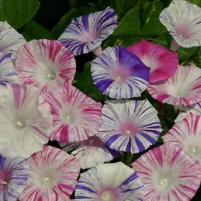 £1.19 • Buy Ipomoea Carnivale Di Venezia - 15 Seeds - Annual Climber