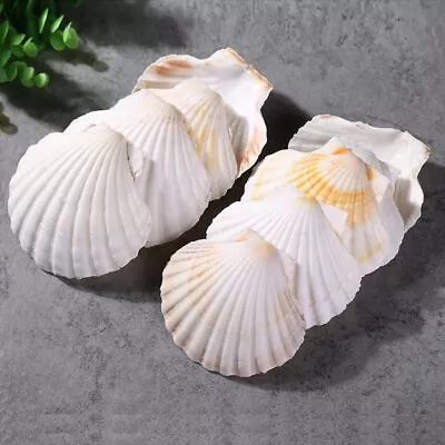 6PCS Scallop Shells 4'’-4.5  Natural Sea Shells White Hawaiian Scallop Shells... • $25.66