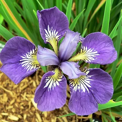 £4.99 • Buy  Siberian Iris - Hardy Perennial - I See Stars 1 X Bareroot