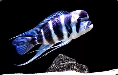 Humphead Cichlid Lake Tanganyika Cichlid. Stunning Aquarium Fish • £20