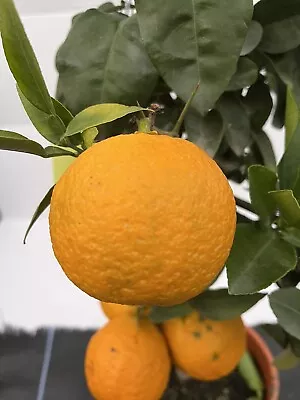 Citrus Yuzu - Rare Citrus Tree - 20cm Pot 70cm (inc Pot) • £50