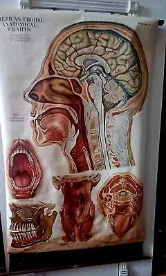Antique 1918 SIGNED Max Brodel HEAD THROAT AND MOUTH Medical Chart • $150