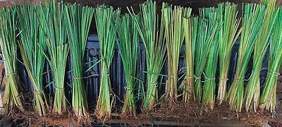 VeTiver - Live Plant -  Erosion Control Grass- 10-12ft V Root Sys.-6-8ft Ht • $45