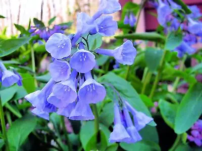 Virginia Bluebells Wildflower Seeds For Planting (10 Seeds) - Mertensia Virginic • $8.98