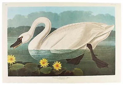 $1939.36 • Buy John James Audubon Common American Swan, Amsterdam Edition