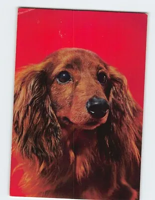 Postcard Dachshund • $9.09