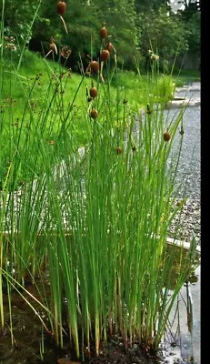 Dwarf Bulrush Typha Minima Pond Marginal Bog Plant Water Plant British Grown • £6.99