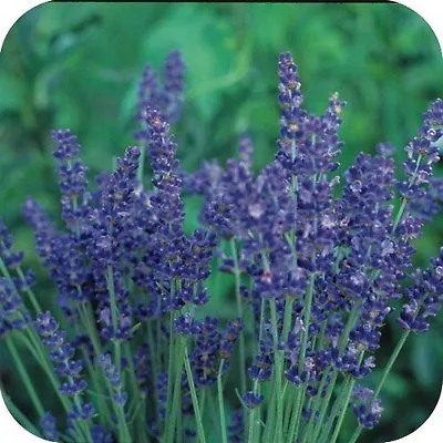 Most Fragrant! 60+ Munstead Lavender Flower Seeds / Perennial • $4.89