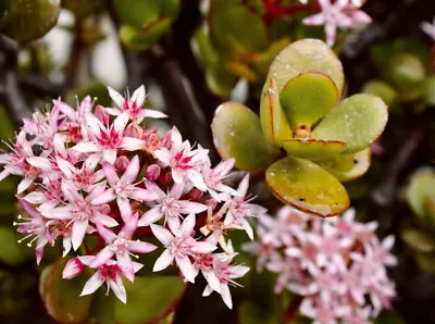 JADE SUCCULENT  MONEY TREE  CRASSULA OVATA Seeds   Harvest 2024 CA • $4.99