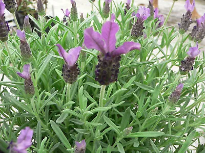 Lavender French Stoechas Anouk Aromatic Scented Bee Perennial 9cm & 17cm Pot • £9.05