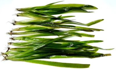 £5.75 • Buy Vallisneria Gigantea  Giant Val  Vallis Live Aquarium Aquatic Plants Fish Tank