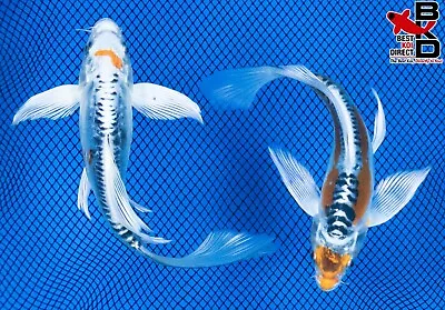 (2) 6  BUTTERFLY FIN POND PACK Live Koi Fish Garden Pond 4/21 • $49.99