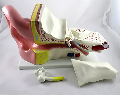 New Professional Educational Giant Ear Model Anatomy Medical Model IT-039 ARTMED • $59.95