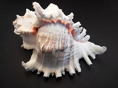 Large Pacific Murex Ramosus Shell (Rams Murex) 7 + Aquarium Beach Decor • $33.99