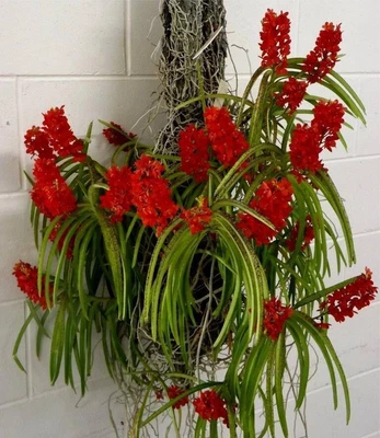 $39 • Buy MOS. Orchid Species Vanda Curvifolia