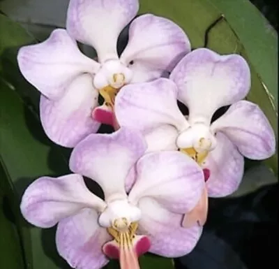 Vanda Foetida RARE Sumatran Orchid Species Bloom Size  • $99.99