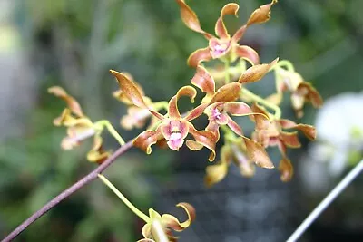 Orchid Plant -  Den. Gloucester Sands - Discolor X Canaliculatum - STUNNING! • $19.99
