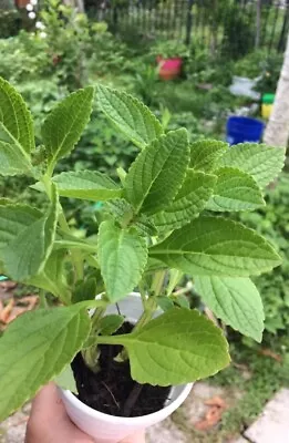 African Potato Mint - 3 Plants In A Cup 5”-8” Length /  Organic Growth • $16