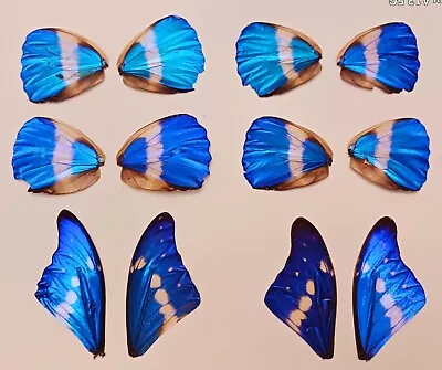 Lot Of 12 Blue Morpho Helena Butterfly Wings Craft Grade Jewelry Artwork #2 • $60