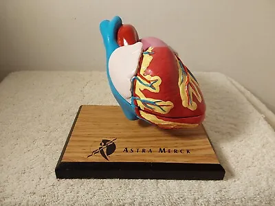 1994 Astra Merck Heart Model Display Doctor Teaching Anatomical With Stand • $32.99