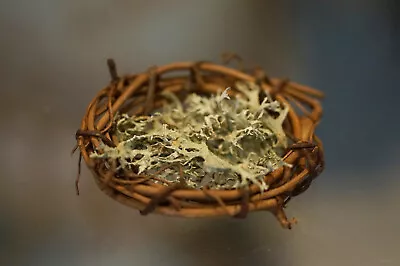 $3.50 • Buy Grapevine Nest With Mushroom Birds Or Walnut Shell Box Unique Decor Accent Gifts