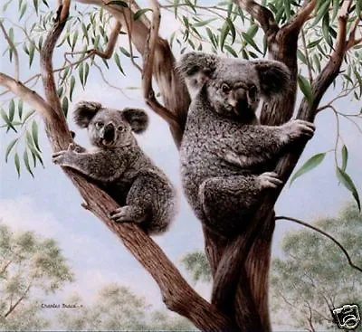 Charles Frace S/n Print  Ambassadors  Koalas Animals • $39.95