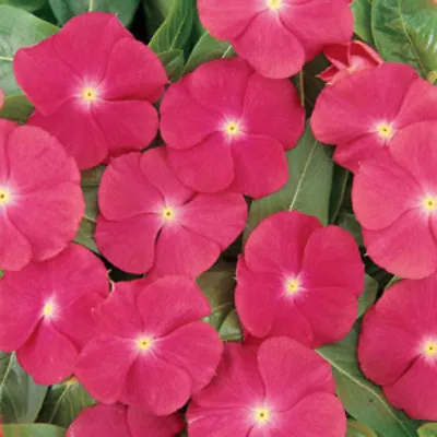 Rose Vinca Seeds Rose Periwinkle Seeds Bulk Seeds Heirloom Non-Gmo 250ct  • $5.99