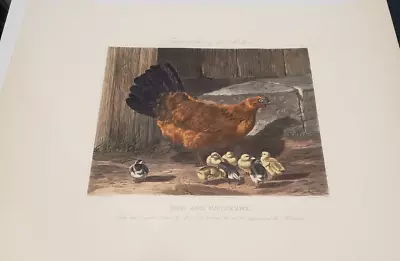 Hen & Chickens Painted J F Herring SEN Engraved By J HARRIS • £40