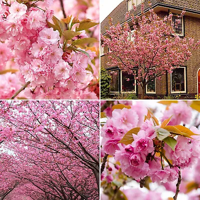Flowering Cherry Blossom Tree 'Kanzan' Winter Hardy Bare Root 120-150cm Tall • £24.95