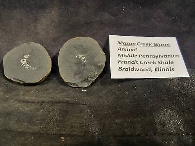 Mazon Creek Fossils Worm Excellent Pit 11 Complete • $25