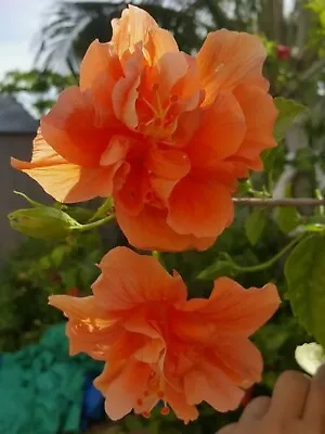 Tropical Double Orange Hibiscus Well Rooted 5 To 7 Inches Live Plant • $5