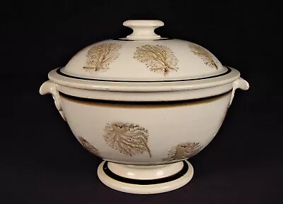 VERY RARE 1800s SIGNED MOCHA DECORATED SUGAR BOWL MOCHA WARE STAFFORDSHIRE MINT • $750