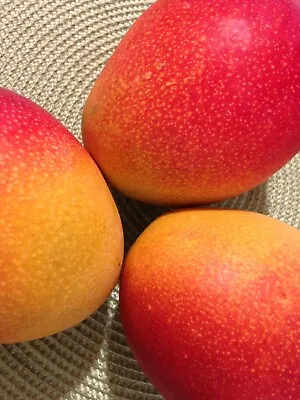 So Sweet Kent Mango - 4seeds 2023 - USA Non GMO • $13.99