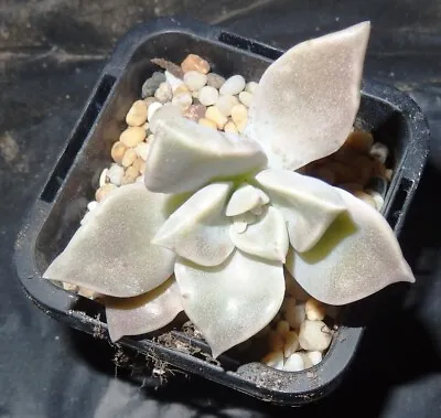 Succulent CUTTING - Graptopetalum Paraguayense  80mm   (Not For W.A. N.T. Tas) • $2.25