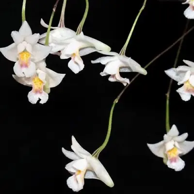 Eria Extinctorium - Pea Size Mini With Cute White Flowers • $32