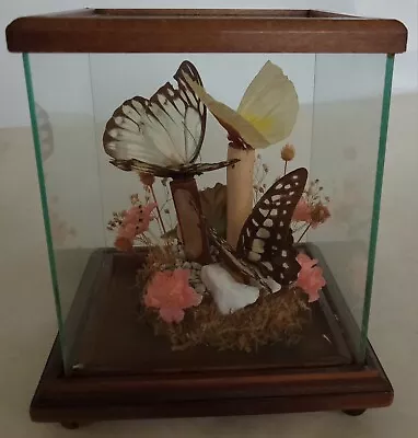 Taxidermy Real Butterflies Mounted In A Small Sealed Wood And Glass Display Case • $28