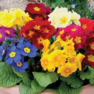£2.25 • Buy Polyanthus Exhibition Giant Strain, Approx. 25 Seeds, Fairy Flower Seeds
